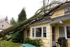Storm season tree safety tips
