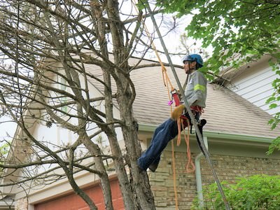 tree-cutting-service