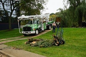 Common Signs You Might Need Tree Removal