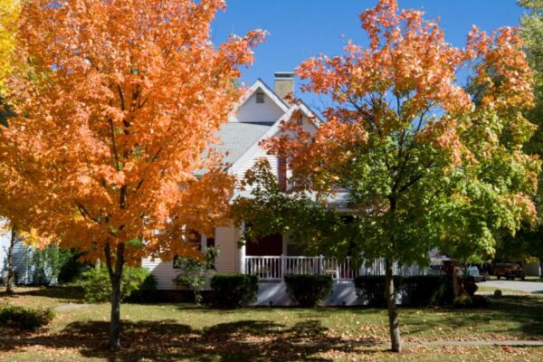 Fall Tree Care Tips