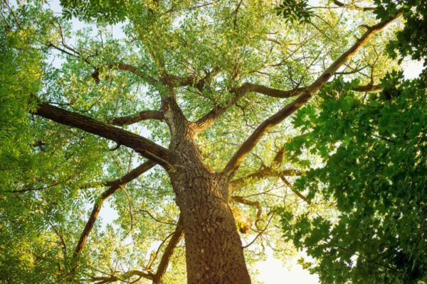 Summer Tree Care Tips: Keep Your Trees Healthy and Happy During the Heat