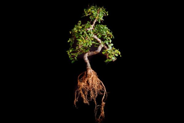 Get to the Root: Tree Root Care 101