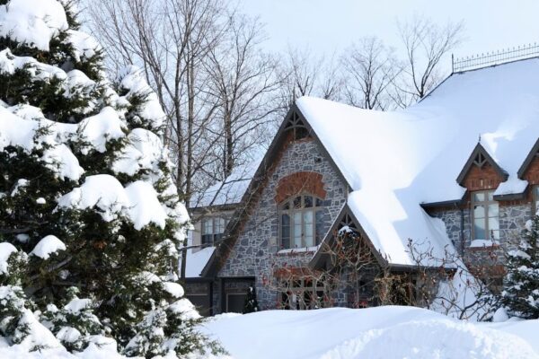 How to Care for Your Trees During the Holiday Season