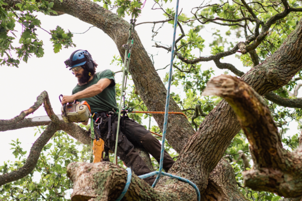 Tree Removal Near Residential Areas: What You Need to Know