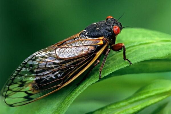 2024 Cicada Brood XIII Arrival and What You Need to Know