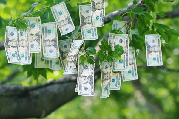 Green Assets: How Trees Affect Property Value and Sustainability