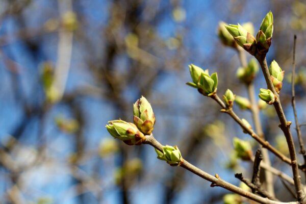 Springtime Maintenance Checklist For Your Trees