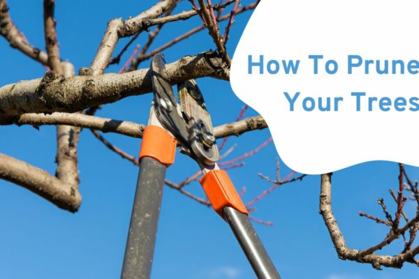 Show Your Trees Some Love With a Little Pruning