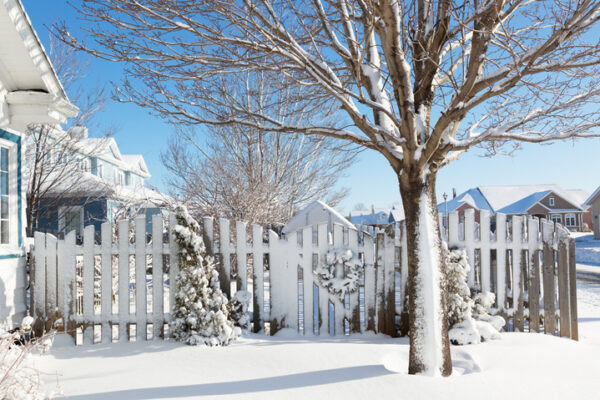 A Homeowner’s Guide to Solving Six Common Winter Tree Care Problems