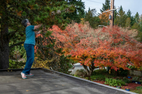 The Fastest-Growing Trees for Privacy and Curb Appeal