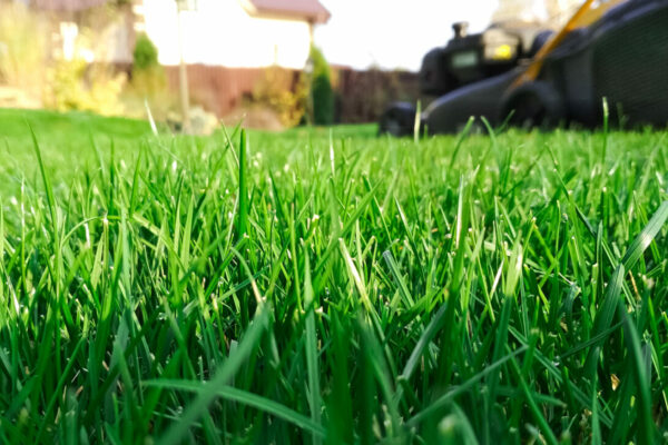 Simple Lawn Care Tips for Spring