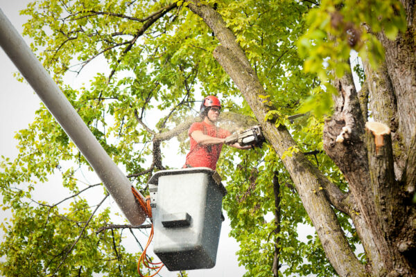 6 Things to Do Before Hiring a Tree Care Service