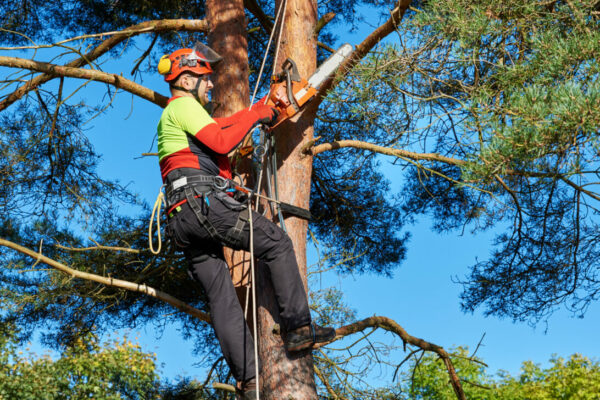 Six Reasons to Hire an Arborist for Tree Care