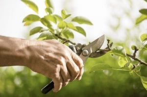 Tree Pruning Improves Curb Appeal