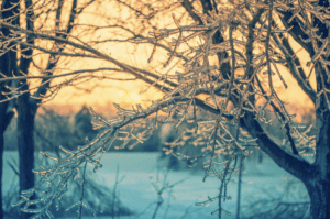 Winter-Tree-Care Checklist