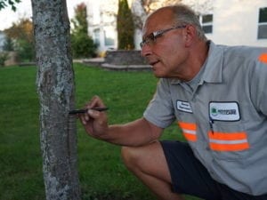 preventive tree maintenance