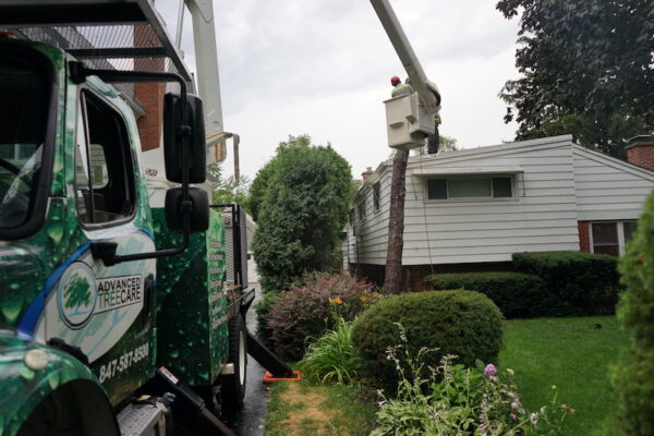 Residential Tree Care Services