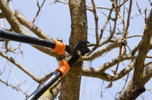 preventive tree maintenance